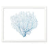 Framed Blue Sea Fan - White Frame